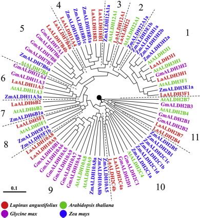 Comparative Phylogenetic Analysis Of Lupinus Angustifolius L Aldhs