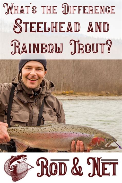 Whats The Difference Between Steelhead And Rainbow Trout Lake Trout