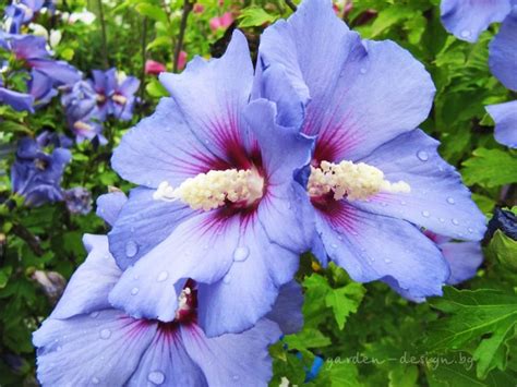 Hibiscus Syriacus Blue Bird дървовидна ружа синя 꽃