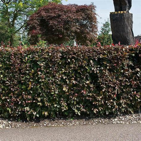 Copper Beech Hedging Suttons