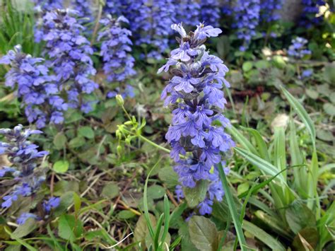 Ajuga Reptans Lamiaceae Image 100807 At PhytoImages Siu Edu