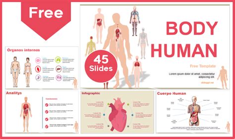 Plantilla Del Cuerpo Humano Plantillas Para PowerPoint Y Google Slides