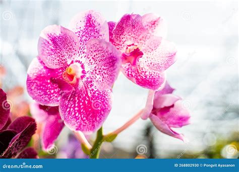 Vanda Sanderiana That Is The Queen Of Philippine Flowers Stock Photo