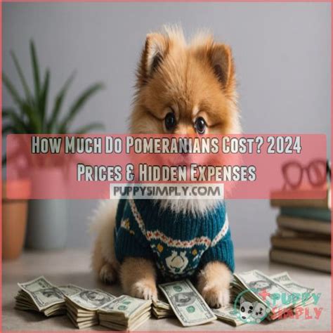 How Much Do Pomeranians Cost 2024 Prices Hidden Expenses