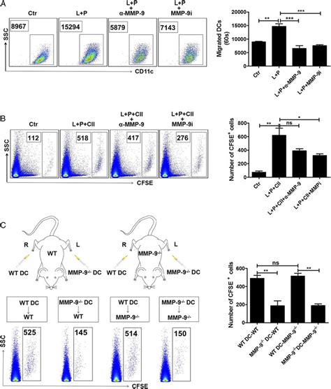 Dc Migration In Vitro And In Vivo Depended On Autocrine Mmp A The