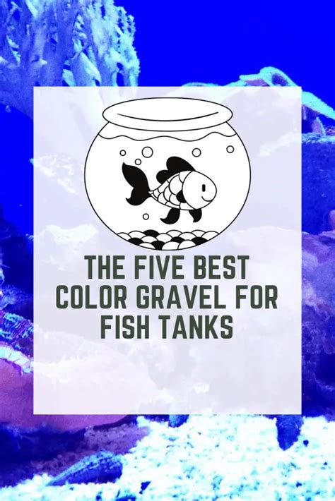 The five best color gravel for fish tanks - AG