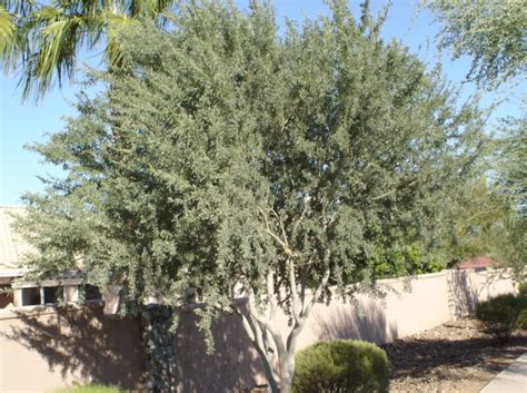 Phoenix Arizona Flowering Trees | Best Flower Site