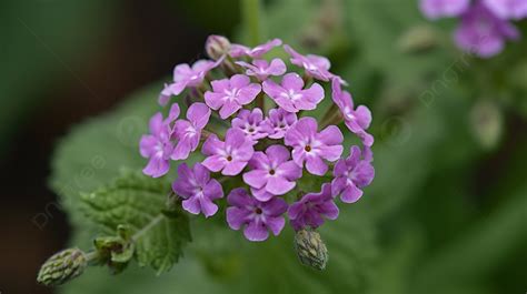 Closeup Of Small Purple Flowers With Green Leaves Background Picture