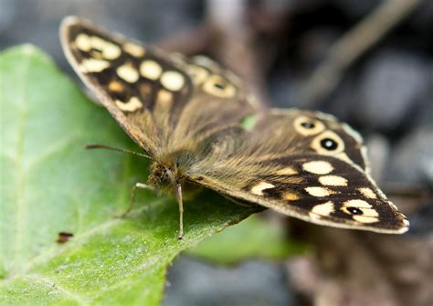 Schmetterling Insekt Blatt Kostenloses Foto Auf Pixabay Pixabay