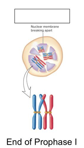 Biology Exam 3 Flashcards Quizlet