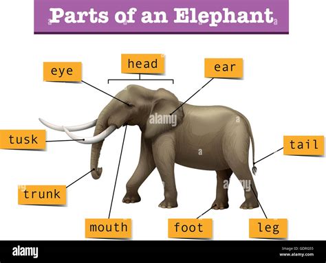 strettamente veicolo recluta elephant body parts Cristo fatto Aderire