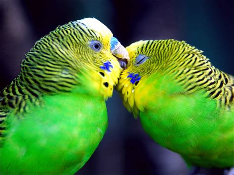 Parakeet Budgie Parrot Bird Tropical Wallpapers Hd Desktop