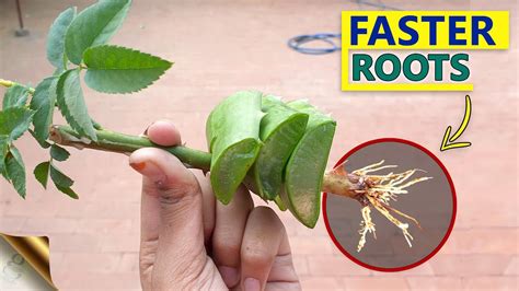 How To Plant A Cutting From A Rose Bush Back Gardener