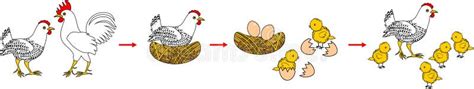 Ciclo de vida del pollo ilustración del vector Ilustración de etapa