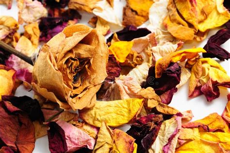 Dried Flower Petals Picture Image