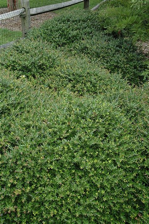 Taylors Rudolph Yaupon Holly Ilex Vomitoria Taylors Rudolph At