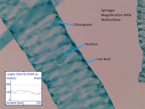 Protista - Six Kingdoms of Life