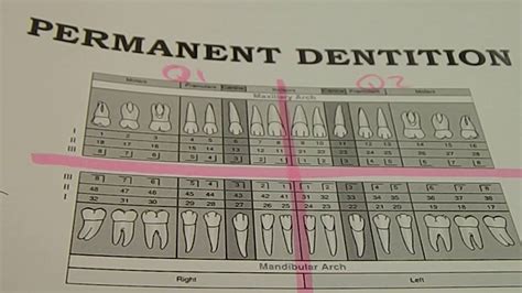 Tooth Designation Quadrant And Sextant Numbering Youtube