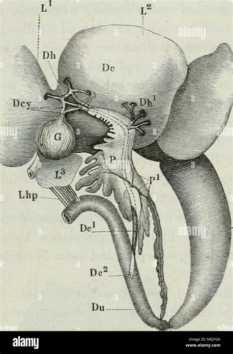 Ductus Choledochus Hi Res Stock Photography And Images Alamy