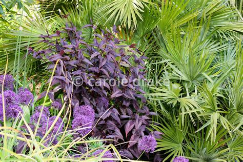 Carole Drake Persicaria Microcephala Red Dragon Framed By Alliums