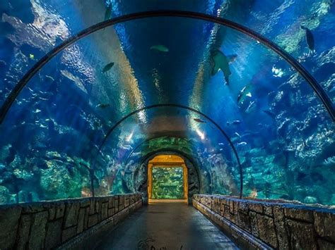 Biglietti Per L Acquario Shark Reef A Las Vegas Hellotickets