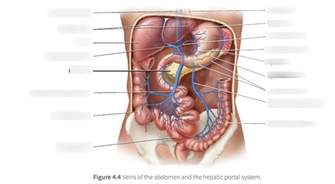 Abdominal veins Diagram | Quizlet