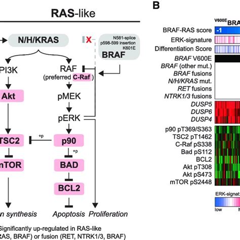 The Braf V E Ras Score A E Thyroid Samples A N Were