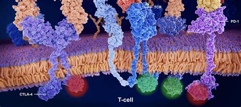 Identifying Proteins Faster And Cheaper Charles River