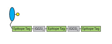 oYo-Link Epitope Tag for Advanced Multiplexing — AlphaThera