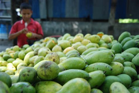 Komoditas Mangga Sejarah Manfaat Produsen Dunia Dan Sentra Produksi