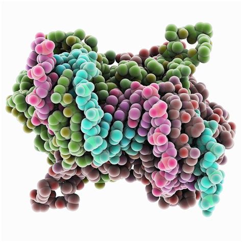 Epstein Barr Virus Protein Bound To Dna Photograph By Science Photo Library Fine Art America