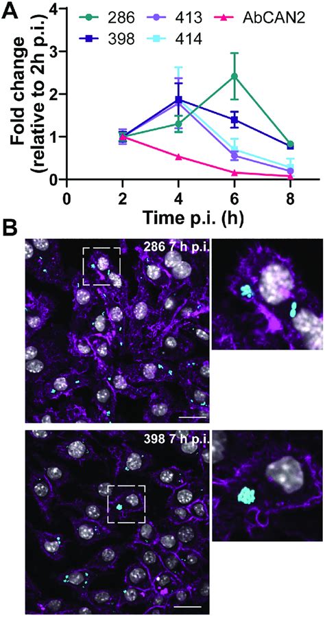 Recent Clinical Isolates Replicate In Macrophages A J774A 1