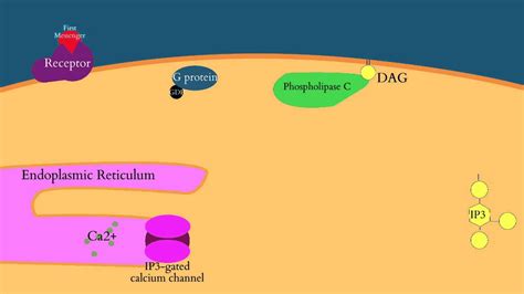 Calcium And Ip3 In Signaling Pathways Youtube