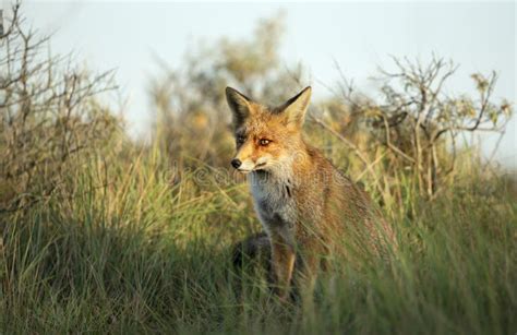 Close Up of a Young Red Fox in Natural Habitat Stock Photo - Image of ...