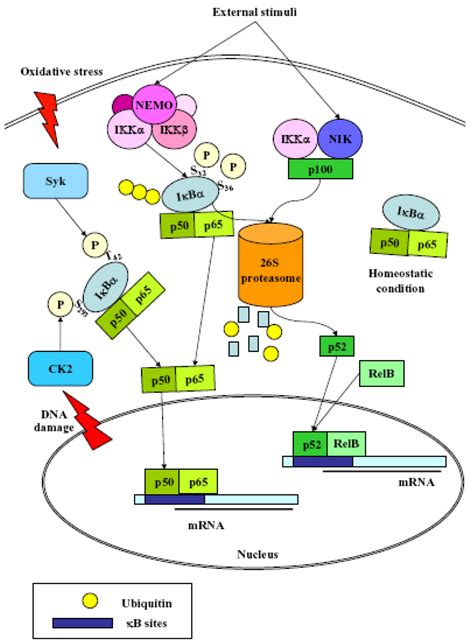 Cancers Free Full Text Nrf And Nf B And Their Concerted