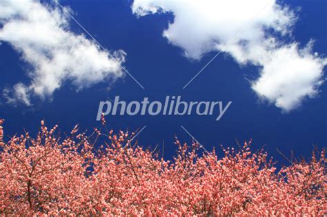 春の空 写真素材 3618464 フォトライブラリー Photolibrary