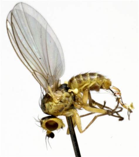 Diptera Info Photo Albums Phytomyza Ranunculi Male 1