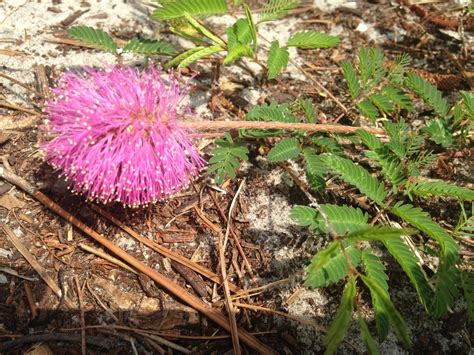 Sunshine Mimosa Spc Florida Plants Inaturalist