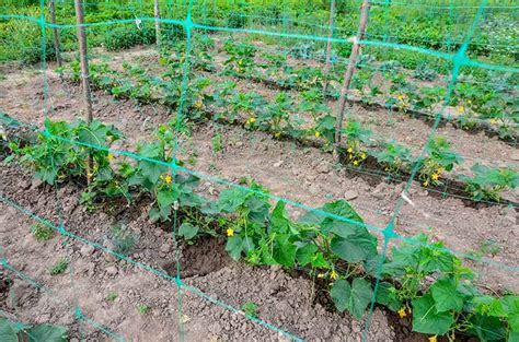 Siatka plastikowa do pionowej uprawy ogórków