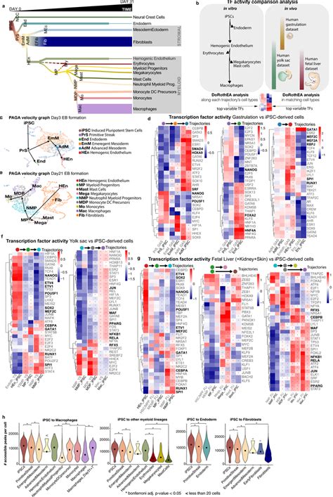 Cell Population Dynamics A Diagram Illustrating The Dynamic Emergence