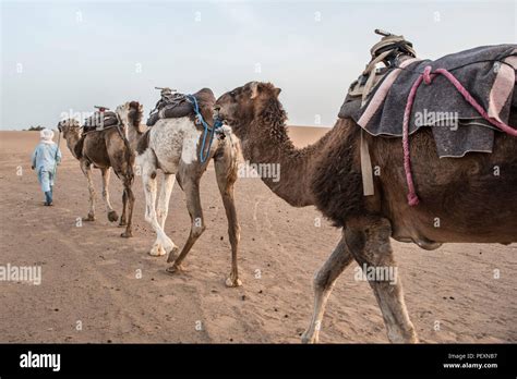 Hombre y camello en el desierto fotografías e imágenes de alta