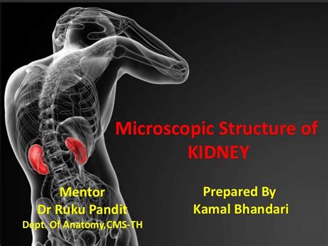 Microscopic Structure Of Kidney