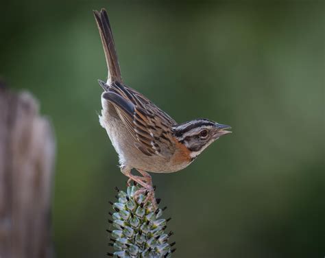 Foto Tico Tico Zonotrichia Capensis Por Ravaglia Wiki Aves A