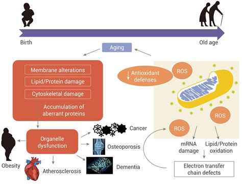 Mce Ros 与疾病的关系 技术前沿 生物在线 Lab On Web