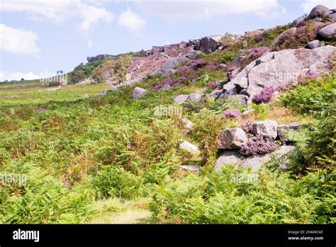 The Beautiful Peak District With Pink Flowering Heather On A Rock Overlooking The Moorland