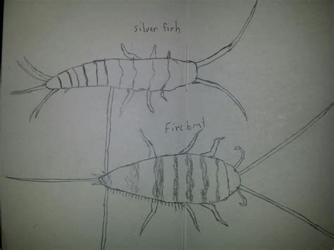 Silverfish and Firebrat by AWildKittyAppeared on DeviantArt