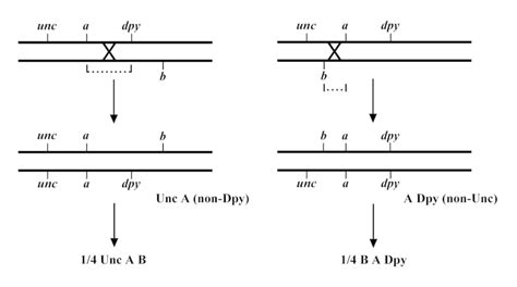 Figure Linked Mutations Wormbook Ncbi Bookshelf