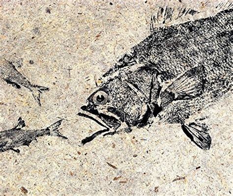 Amazon Largemouth Bass GYOTAKU Fish Art Print 8 5 X 11 Inch