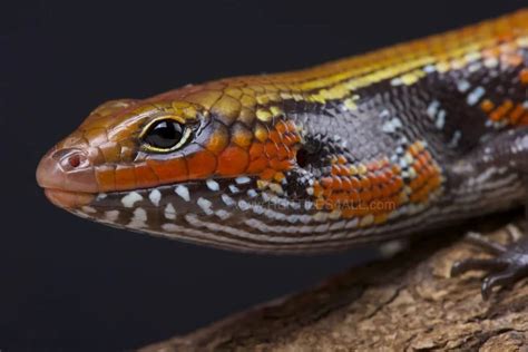 Fire Skink Feeding A Comprehensive Guide Blue Reptile