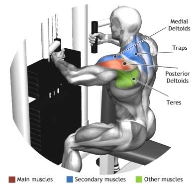 Machine Reverse Fly Back To Workout